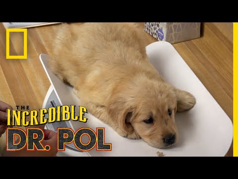 Puppies Get a Check-up | The Incredible Dr. Pol