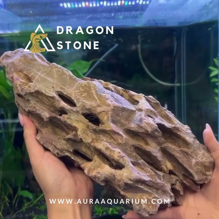 Dragon Stone