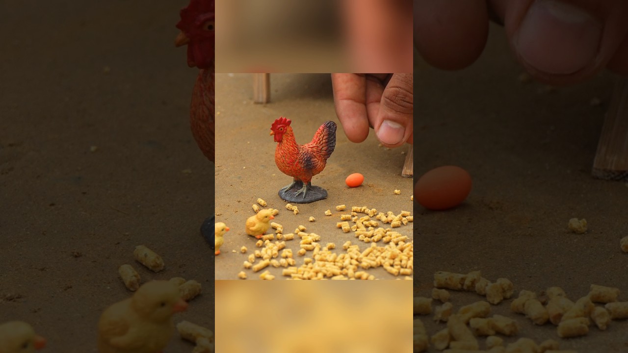 Feeding Hens an Collect Eggs 🥚 #eggs #farm #hens #miniature