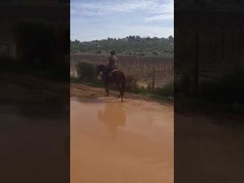 המטעים של רמות נפתלי 