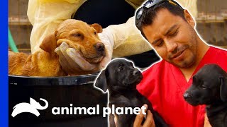 Hector Rescues Puppies Left Homeless After Flood | Dr. Jeff: Rocky Mountain Vet