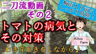 【トマトの栽培】二刀流動画その２　トマトの病気とその対策