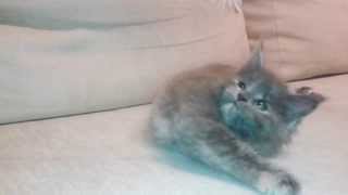 Miot J - Jamila - 2014 01 10 - Maine Coon ALIBI - http://www.alibi.master.pl