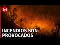 Incendios en Michoacán han consumido 726 hectáreas de bosque