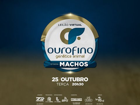 Lote 10   Olimpio OuroFino   OURO 3659 Copy