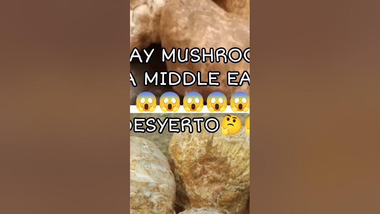 Mushroom fagga / Truffle mushroom kuwait ofw middleeast YouTube