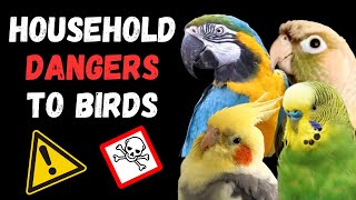 20 HOUSEHOLD DANGERS TO PET BIRDS - these could hurt or kill your parrot | BirdNerdSophie by BirdNerdSophie 1,941 views 9 months ago 25 minutes