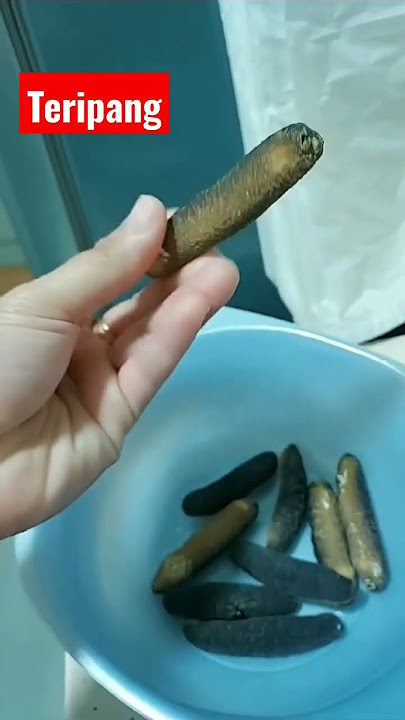 Download lagu Teripang / timun laut #teripang #shorts #short #shortsyoutube #shortvideo #viral #trending #fyp