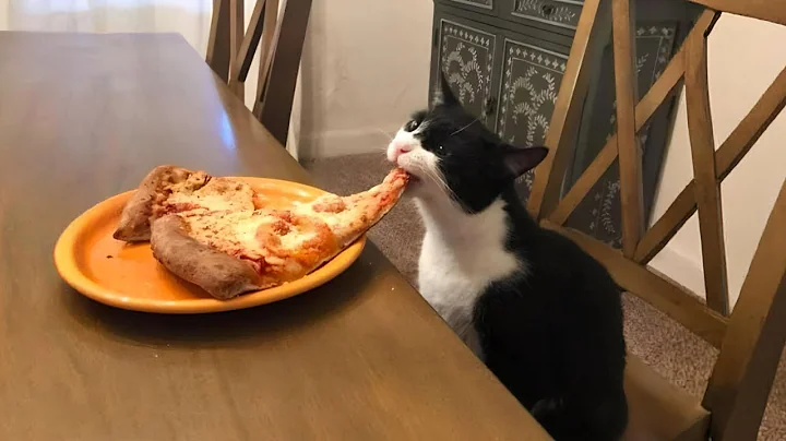 You Laugh, You Lose! 🤣 Funny Cat Videos 2025 😹 Part 58