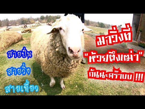 ห้วยตึงเฒ่า !!! เชียงใหม่ วิ่งไหนดี รีวิวที่วิ่งเชียงใหม่ ยามบ่ายๆ | Chiangmai Running