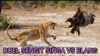 51 damatis Singa Menyelamatkan Impala Dari Elang, Singa Menyerang Elang 2022