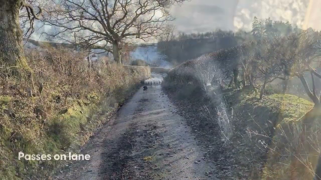 LOT 42 - CONNIE - 05/02/2025 - TIMED INTERNET AUCTION OF WORKING SHEEPDOGS