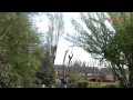 Tree Felling in time lapse