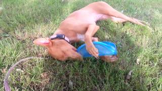 Quick update on my baby Luna. She is now at 13 Month her b-day was ...