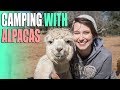 Camping With Alpacas! - Harvest Hosts Unique RV Camping Experience