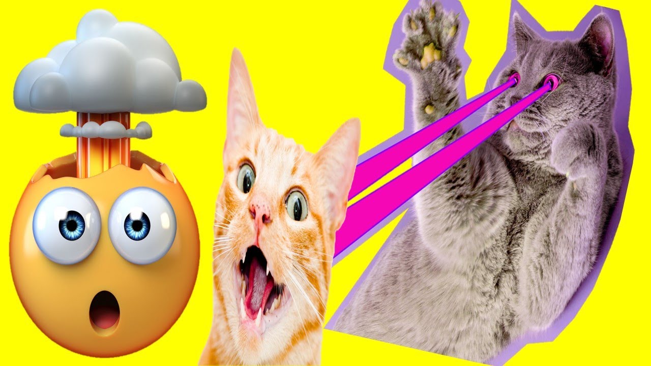 Funny Animal Videos 2022 😂 – Best Dogs And Cats Videos 😺😍 #3