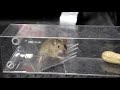 2020 04 01 マウストラップ rat trap