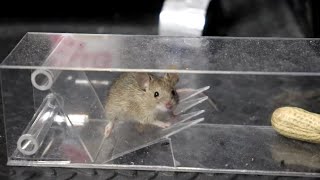 2020 04 01 マウストラップ rat trap