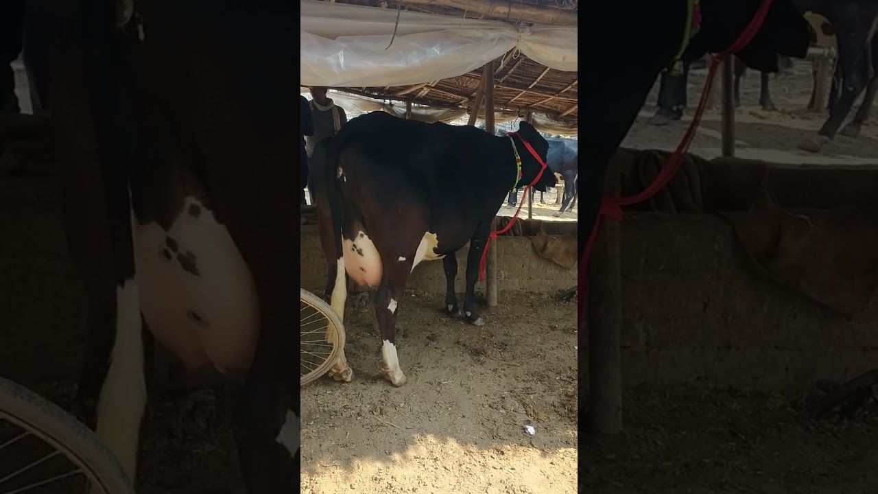 majhwari pashu mandi Buxar Bihar 2022