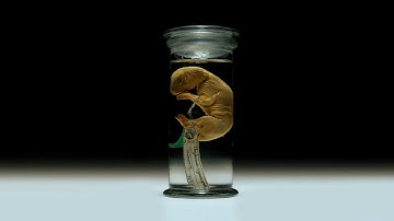 The Australian scientist who