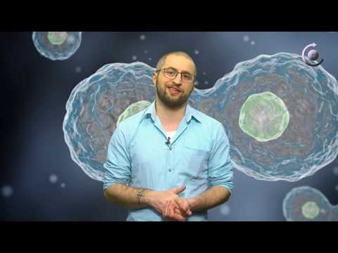 სამეცნიერო ფაზა - შესაძლებელია თუ არა ადამიანის კლონირება