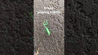 praying mantis😯 #shorts #short #wildlife #insects #green #prayingmantis #australia #strange #epic