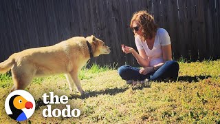 It Took Years To Get This Feral Dog Inside A House | The Dodo Faith = Restored