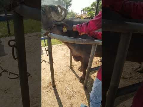 Vitamin Injection In Buffalo Vet Vitamininjections Animals 