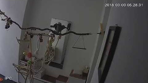 PAPAGÁJ žako Náš ukecaný Miško 😀