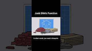 Junk DNA and its Function to Genetic Information. Full video here: https://youtu.be/7gyp1QnTJvY