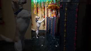 ganeshaoperation #mum_ganesha #ganeshaoperation #mum_ganesha #mumbaiganeshaganeshaoperation #mum_