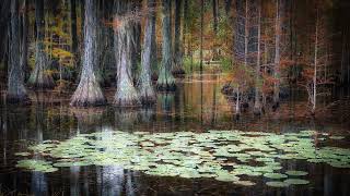 The Okefenokee Swamp: A Climate Change Sentinel