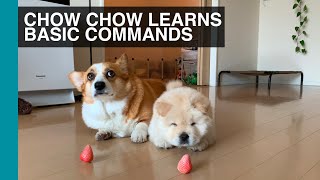 CHOW CHOW LEARNS TO SIT, SHAKE & TO BE PATIENT | Life With Crumpet The Corgi & Butter The Chow Chow