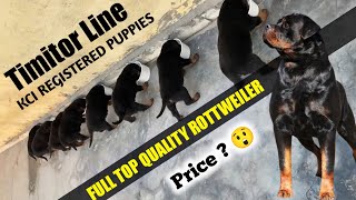 Timitor bloodline| kci Rottweiler puppies for sale