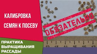 Рассада.  Калибровка обязательна при подготовке семян к посеву