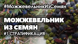 #1 Как вырастить можжевельник из семян в домашних условиях | Сбор семян, подготовка, стратификация.