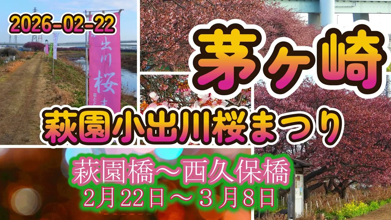 2026-02-22 茅ヶ崎萩園小出川河津桜まつり