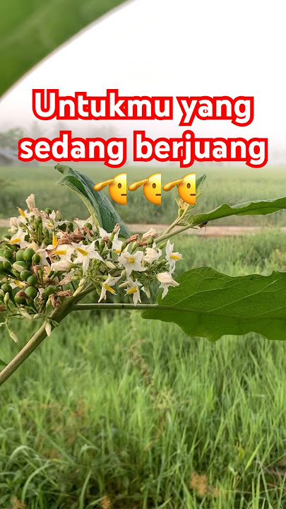 Kamu yang sedang berjuang #motivation #shortsfeed #shorts #status #story #inspiration #quotes
