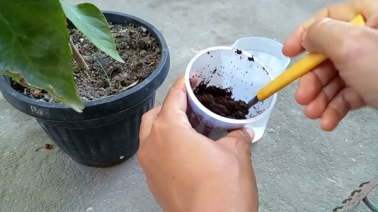 melhor adubo natural pro seu pé de pimentão flori muitíssimo veja