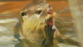 【海遊館】 コツメカワウソがかわいすぎるww 'Cutest Otter in KAIYUKAN' 【水槽映像】