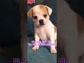 PLEASE! you cant say no to a puppy like this!
