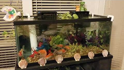 DIY pvc Sump overflow