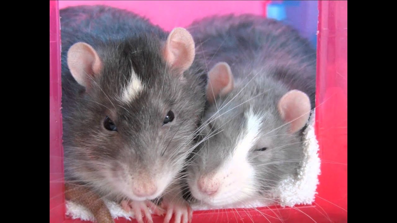 mijn ratjes - YouTube