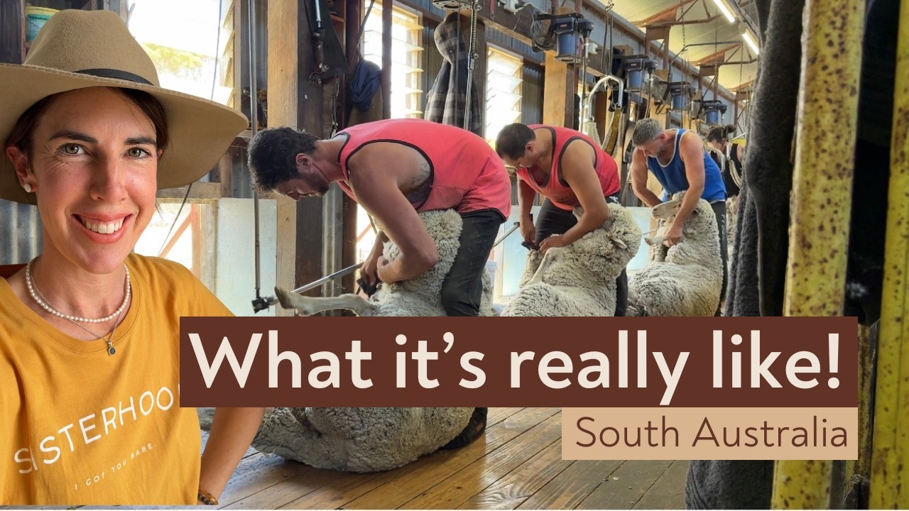 Behind the Scenes in a Shearing Shed | Shearing our Ewes