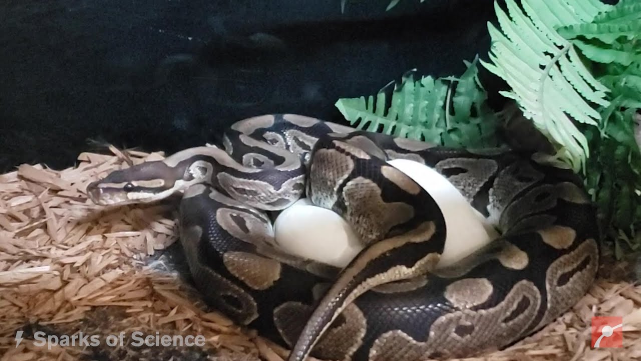 Sparks of Science! Incubating Ball Python Eggs - YouTube