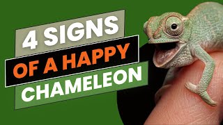 4 Signs of a Happy Chameleon: How to Read Your Chameleon's Mood