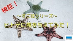 公式 海洋博公園 沖縄美ら海水族館 Youtube