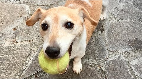 Perché i cani amano il gioco della pallina e come usarlo per rinforzare il legame con loro.