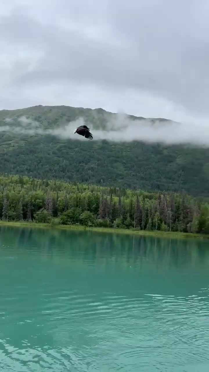 Eagle Tries to Steal Trout on Kenai River Alaska