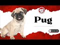 Unleash The Fun Facts: Pug Puppies